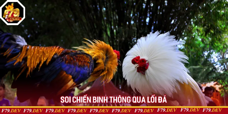 Soi chiến binh thông qua lối đá Soi chiến binh thông qua lối đá
