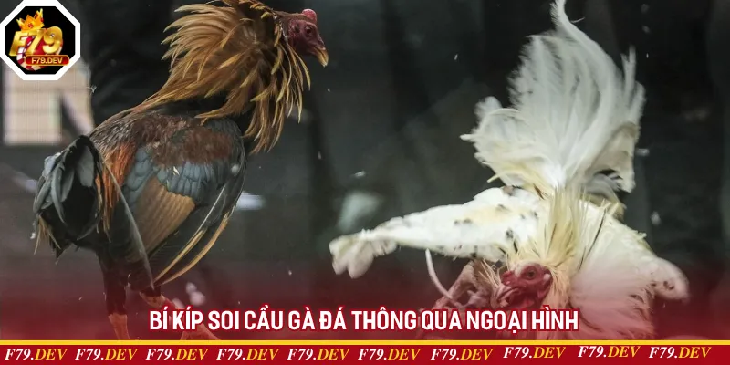 Bí kíp soi cầu gà đá thông qua ngoại hình Bí kíp soi cầu gà đá thông qua ngoại hình