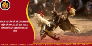 Bí Kíp Soi Cầu Gà Đá: Cách Nhận Diện Gà Hay, Gà Dở Qua Ngoại Hình, Lối Đá Và Lịch Sử Thành Tích