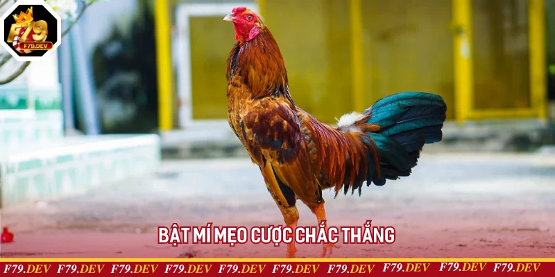Bật mí mẹo cược chắc thắng