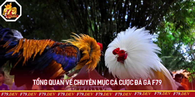 Tổng quan về chuyên mục cá cược đá gà F79