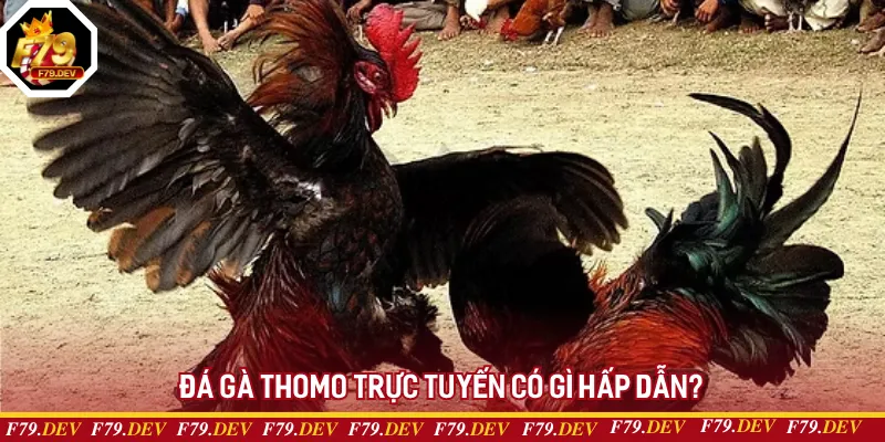 Đá gà Thomo trực tuyến có gì hấp dẫn? Đá gà Thomo trực tuyến có gì hấp dẫn?