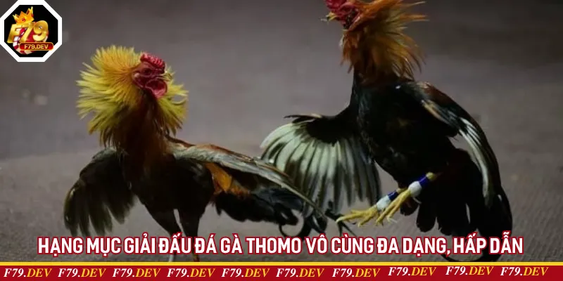 Hạng mục giải đấu đá gà Thomo vô cùng đa dạng, hấp dẫn Hạng mục giải đấu đá gà Thomo vô cùng đa dạng, hấp dẫn
