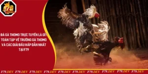 Đá Gà Thomo Trực Tuyến Là Gì? Toàn Tập Về Trường Gà Thomo Và Các Giải Đấu Hấp Dẫn Nhất Tại F79